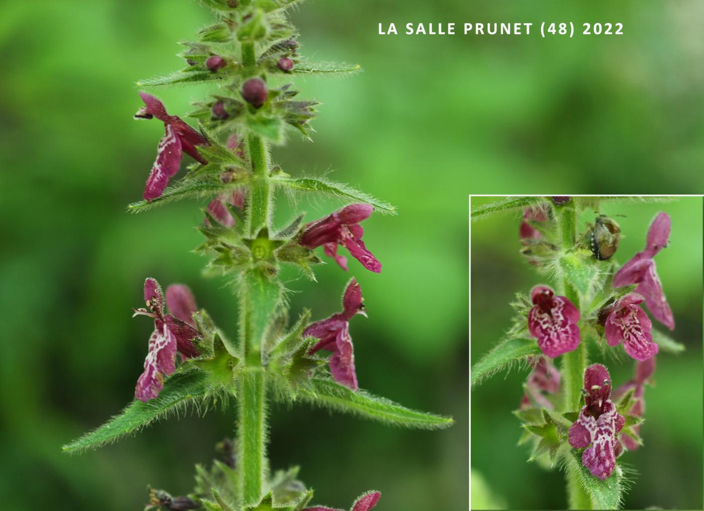 Woundwort, Wood flower